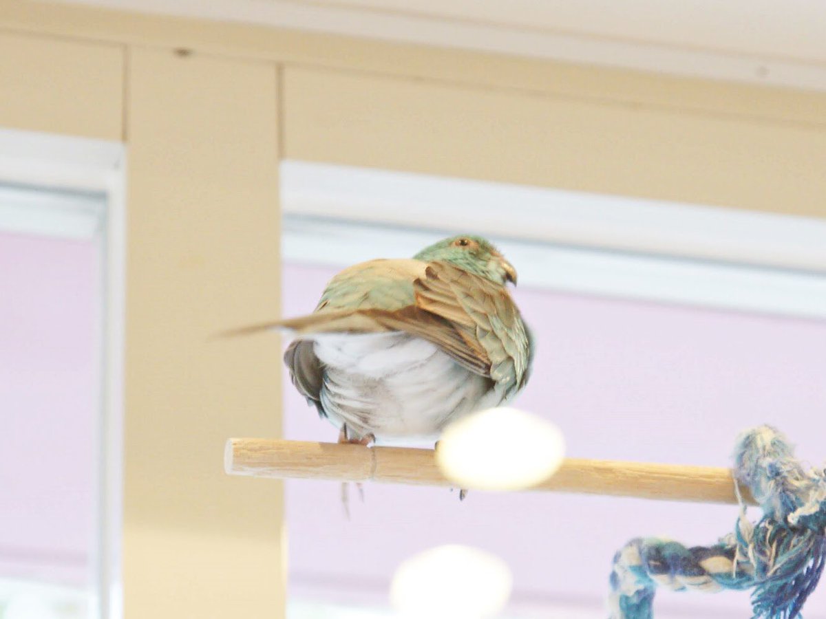 こんちゃんのちり。
まっしろふさふさ。
吉祥寺のことり30
#ちり #おちり #インコ #ビセイインコ #ことりカフェ #ことりカフェ吉祥寺 #ことりカフェ吉祥寺での思い出