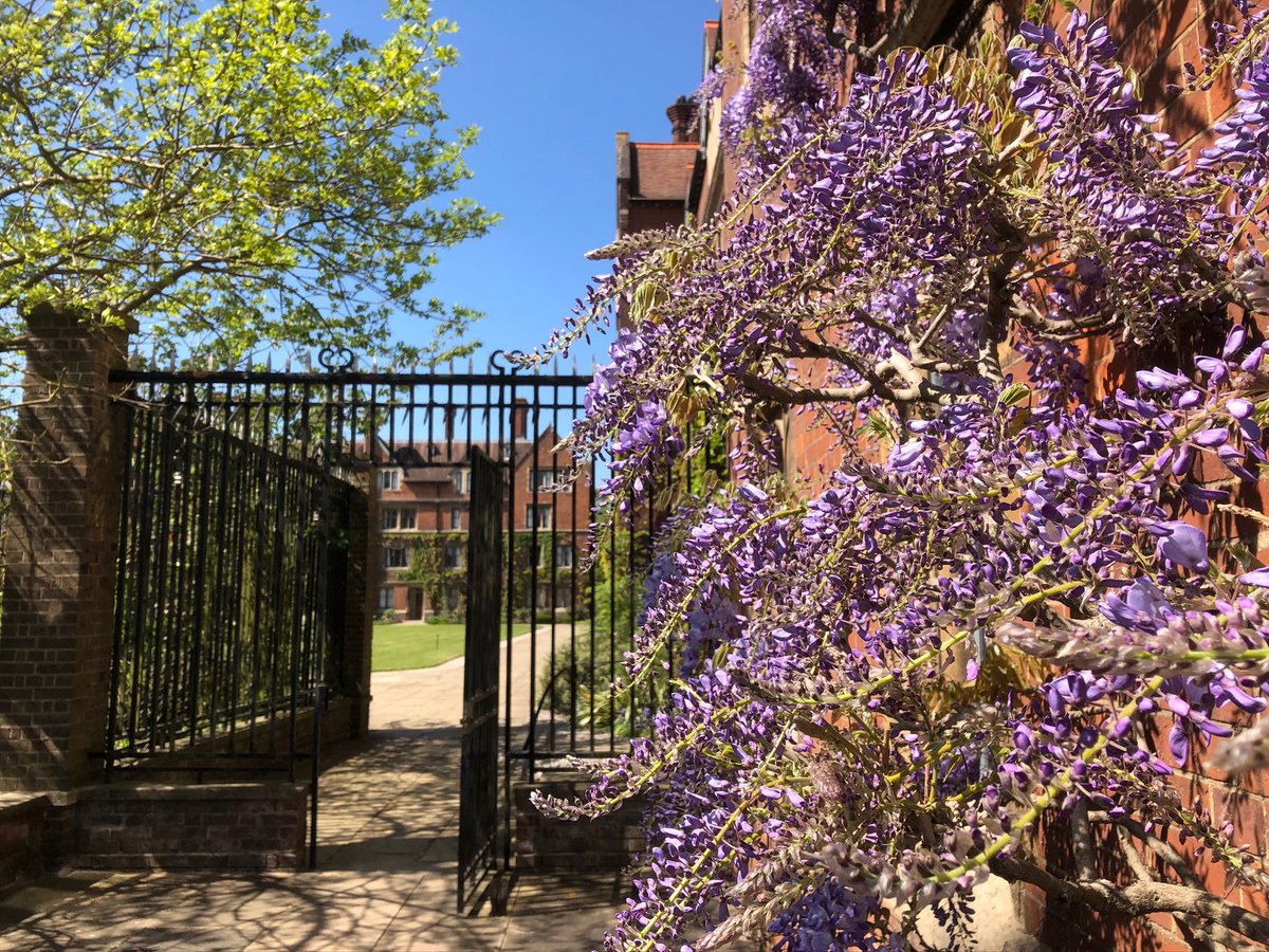 Selwyn1882's tweet image. The wisteria in Old Court, this Sunday afternoon.
