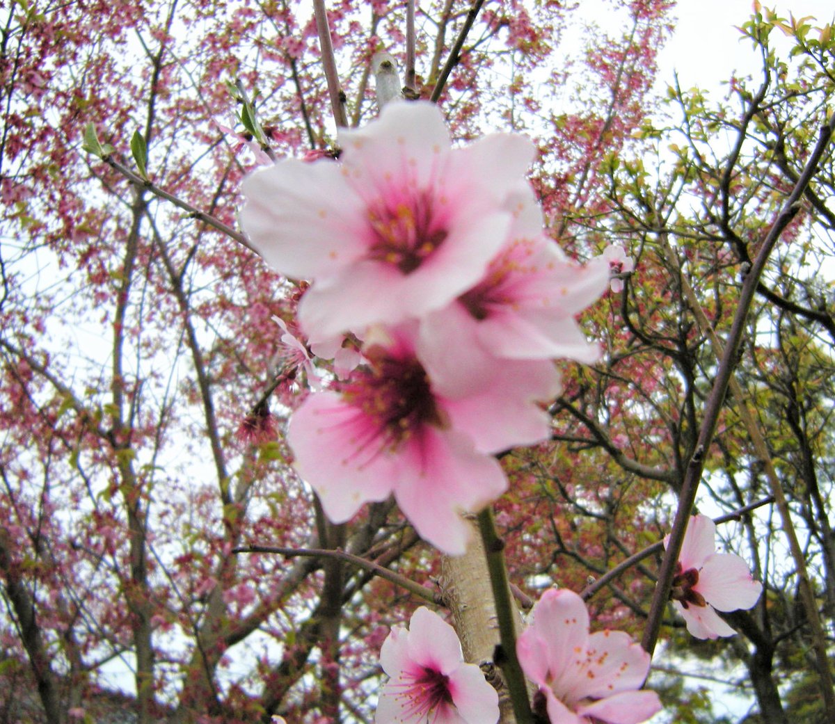 Q8 على تويتر 仕事の合間にコヒガン桜 アーモンドの花それと今年から花が咲いた菜花 葉がでないカルフォルニアザクロ 裏庭には珍しい ヘーゼルナッツが沢山ある