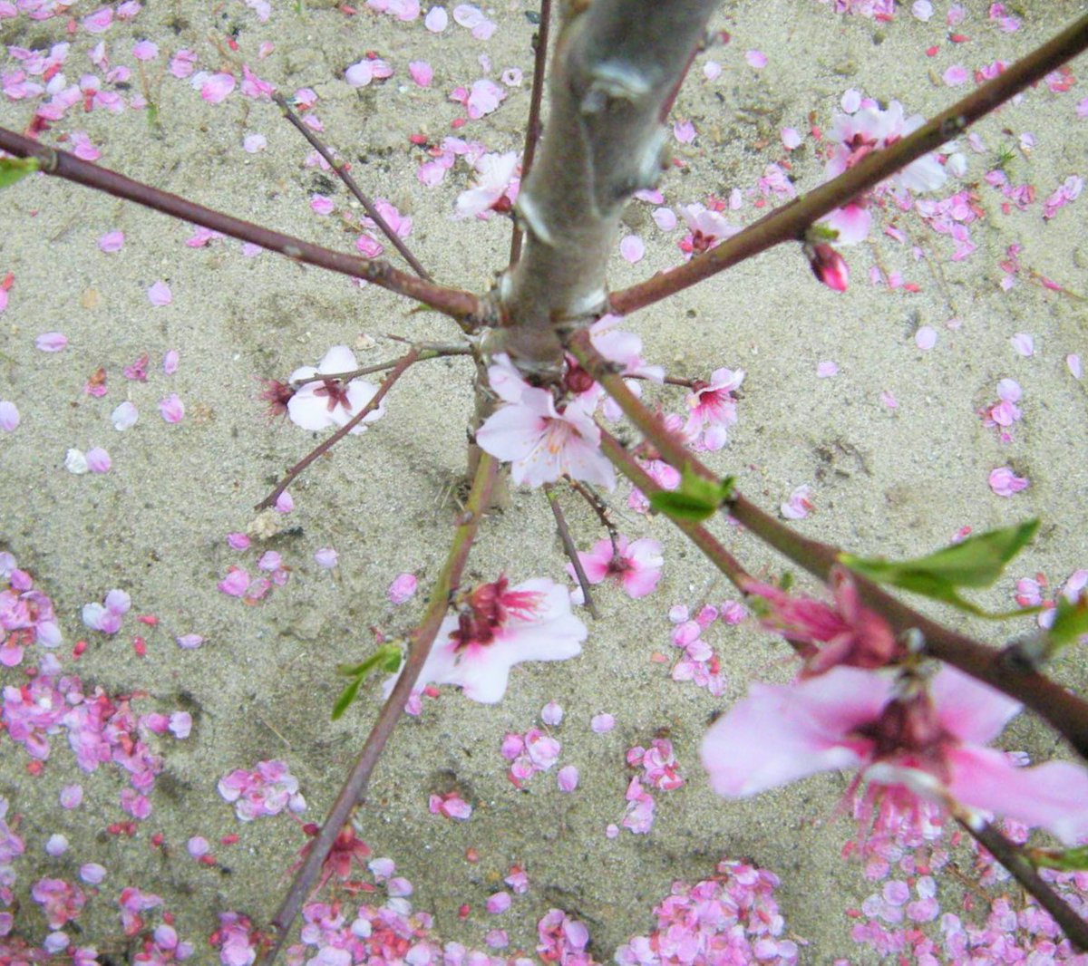 Q8 على تويتر 仕事の合間にコヒガン桜 アーモンドの花それと今年から花が咲いた菜花 葉がでないカルフォルニアザクロ 裏庭には珍しい ヘーゼルナッツが沢山ある