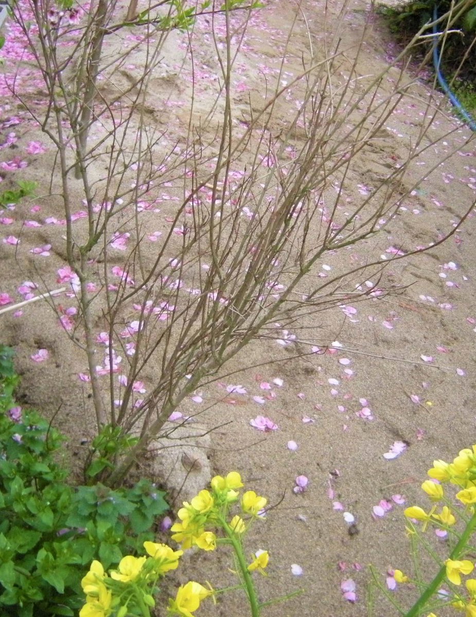 Q8 على تويتر 仕事の合間にコヒガン桜 アーモンドの花それと今年から花が咲いた菜花 葉がでないカルフォルニアザクロ 裏庭には珍しい ヘーゼルナッツが沢山ある