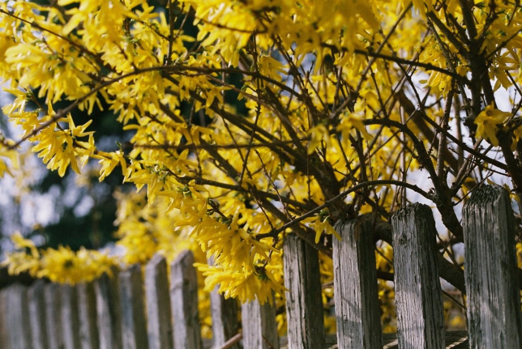 anne_southeast's tweet photo. Endlich wieder #analoge Einblicke! Weil 2020 gerade verrückt spielt, ein Rückblick auf vergangene Zeiten #analogistschöner #filmphotography https://t.co/tZcwt9SCZa https://t.co/L2F6sQP4y3