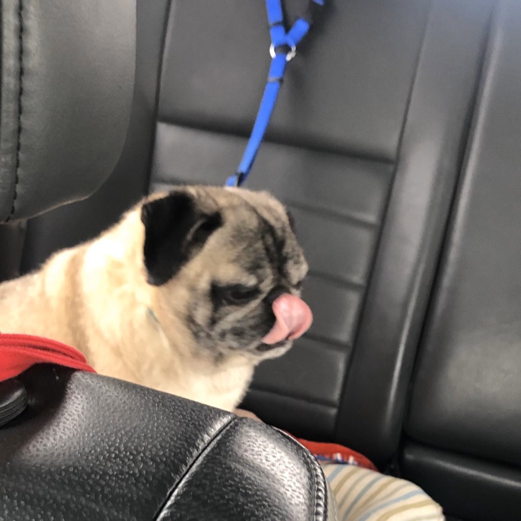 Etsuwo 犬も車に乗るときはシートベルトを Etsuwo 犬も車に乗るときはシートベルトを