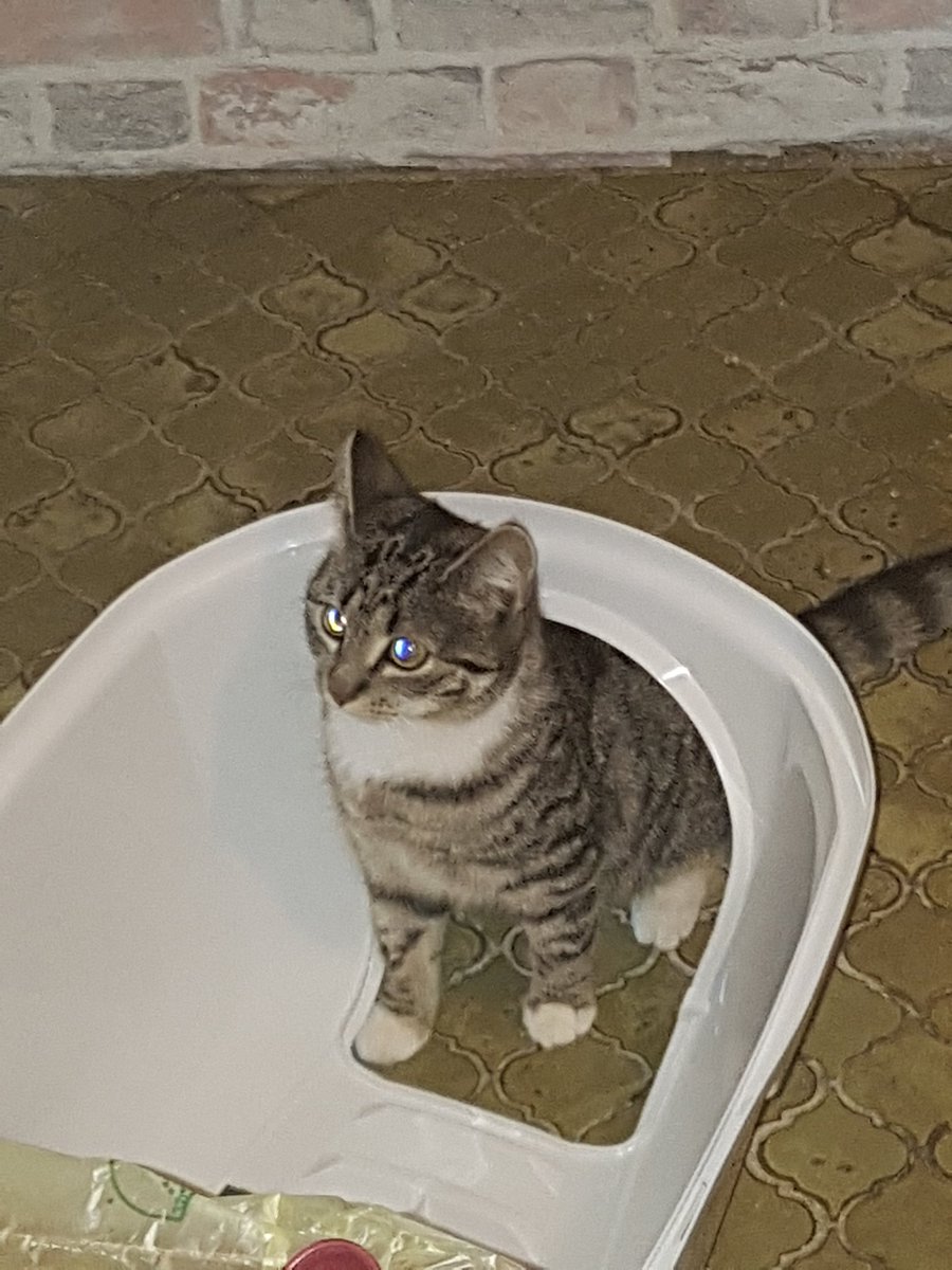 FranziskaEngel8's tweet photo. #vermisst #Katze Honny wird seit dem 05.04.20 Sie ist 8 Monate alt und sterilisiert. Wenn Sie jemanden sieht bitte melden 
Wohnt in der nähe von Jörl. https://t.co/6hh1RwYUzF