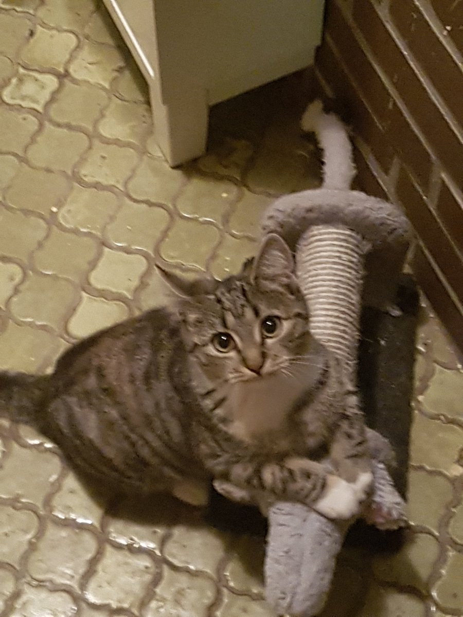 FranziskaEngel8's tweet photo. #vermisst #Katze Honny wird seit dem 05.04.20 Sie ist 8 Monate alt und sterilisiert. Wenn Sie jemanden sieht bitte melden 
Wohnt in der nähe von Jörl. https://t.co/6hh1RwYUzF
