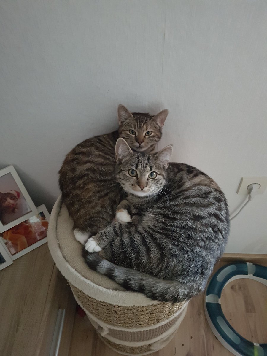 FranziskaEngel8's tweet photo. #vermisst #Katze Honny wird seit dem 05.04.20 Sie ist 8 Monate alt und sterilisiert. Wenn Sie jemanden sieht bitte melden 
Wohnt in der nähe von Jörl. https://t.co/6hh1RwYUzF