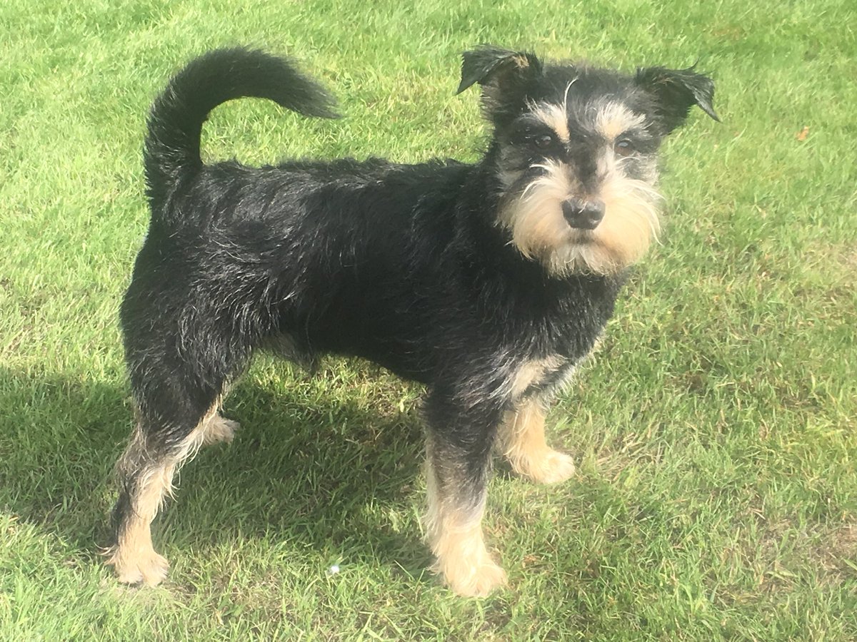 HappyTailsWalk's tweet photo. Mum &amp; Dad groomed me themselves for the first time ever.  With the lockdown there are no trips to the groomer allowed.  Thanks @Argos_Online for my new @wahlclippers.  #handsomeschnauser #lockyourdaughtersup https://t.co/5qoDR4akvl