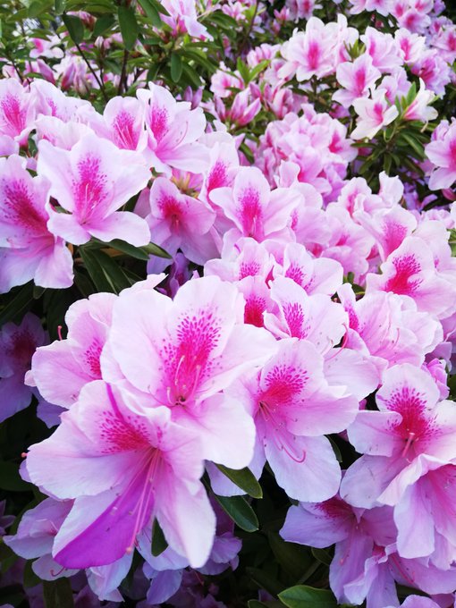 Twitterのコスプレ画像12