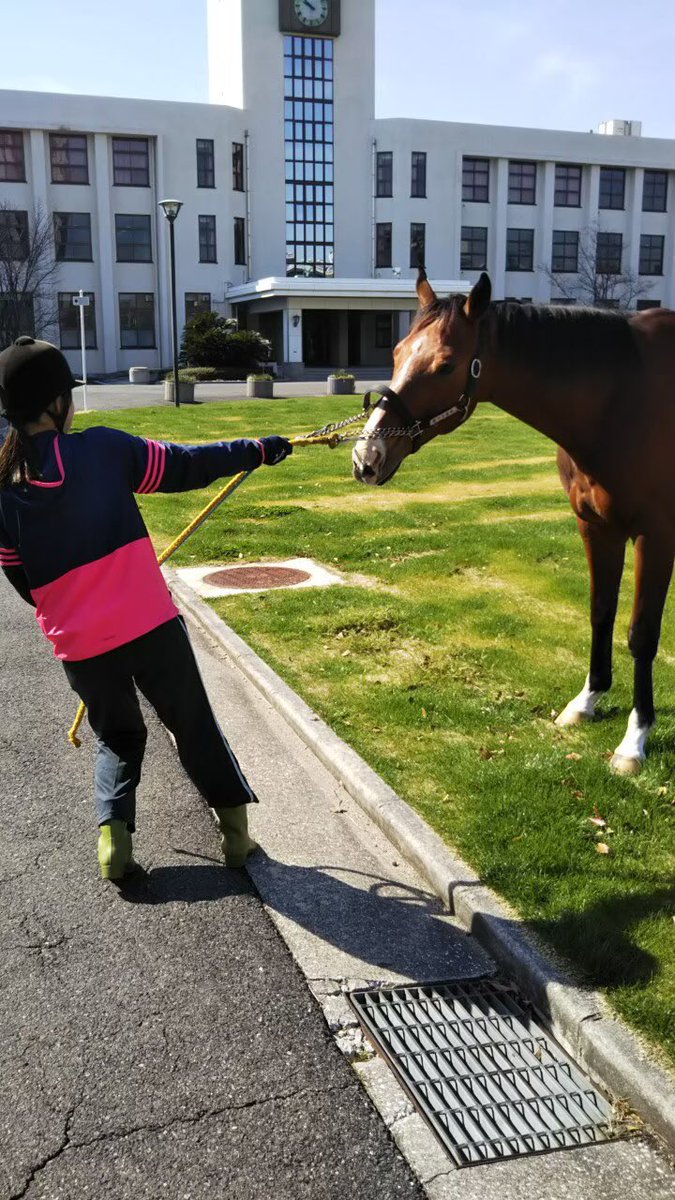 大阪市立大学馬術部 Twitterren 散歩から帰りたくない馬です