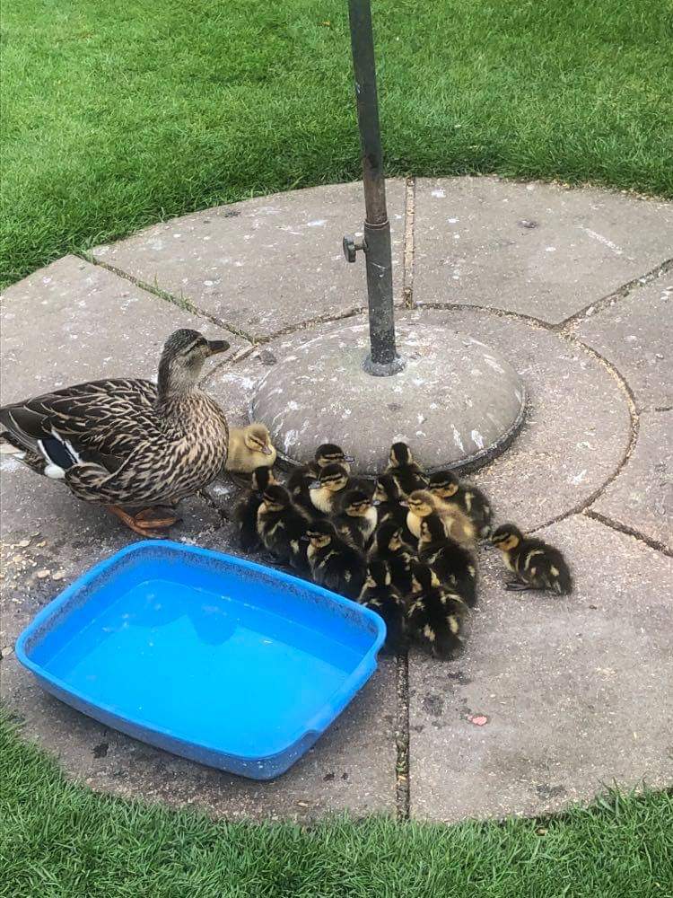 emma_chilver's tweet photo. @TentLifeUK @Natures_Voice https://t.co/x2brcm3kYI