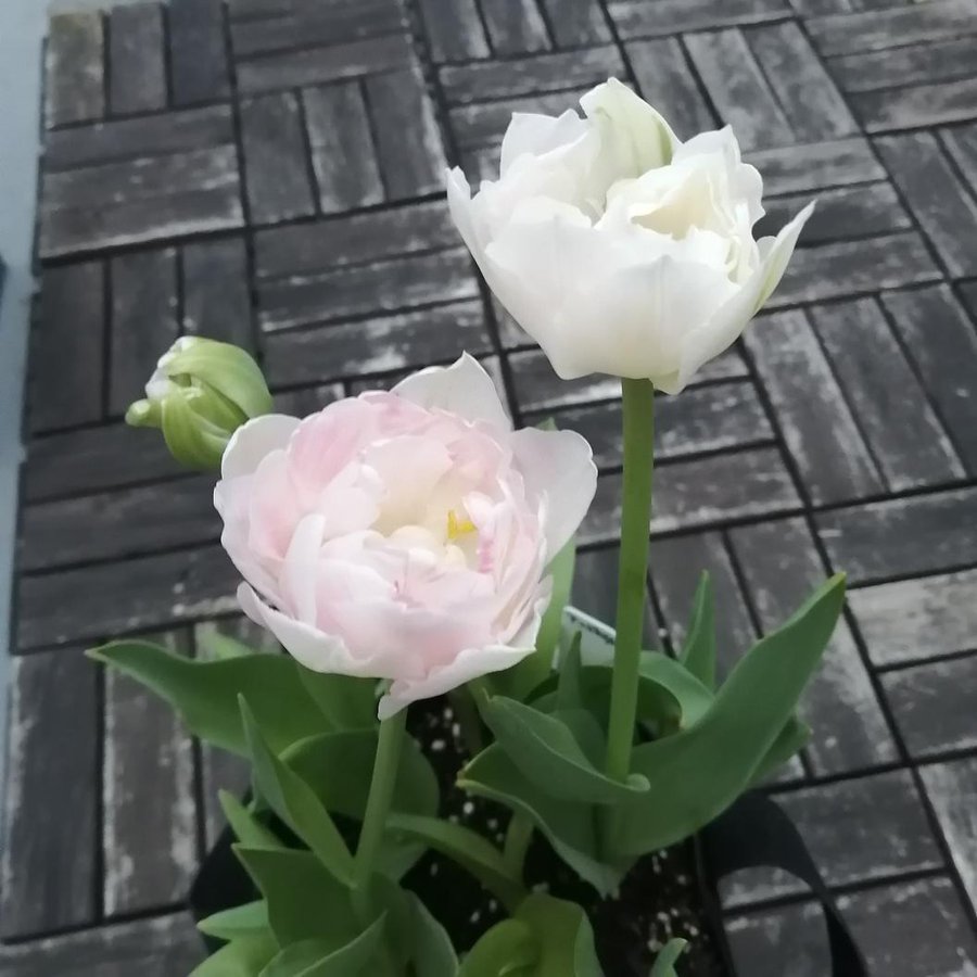 疑問 チューリップの球根は花が咲いた後そのままはng 来年も咲かせたい Tasso