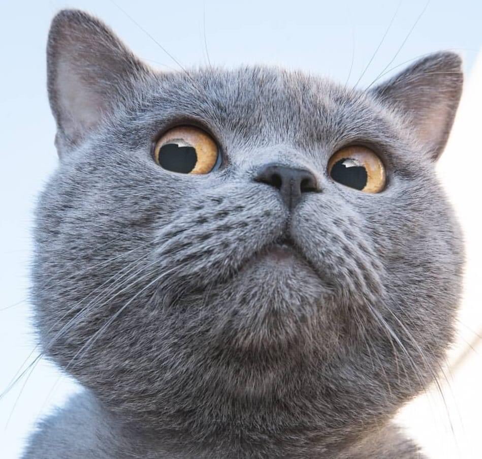 Porno sahna ortidagi teshiklarni aralashtirib yubordi