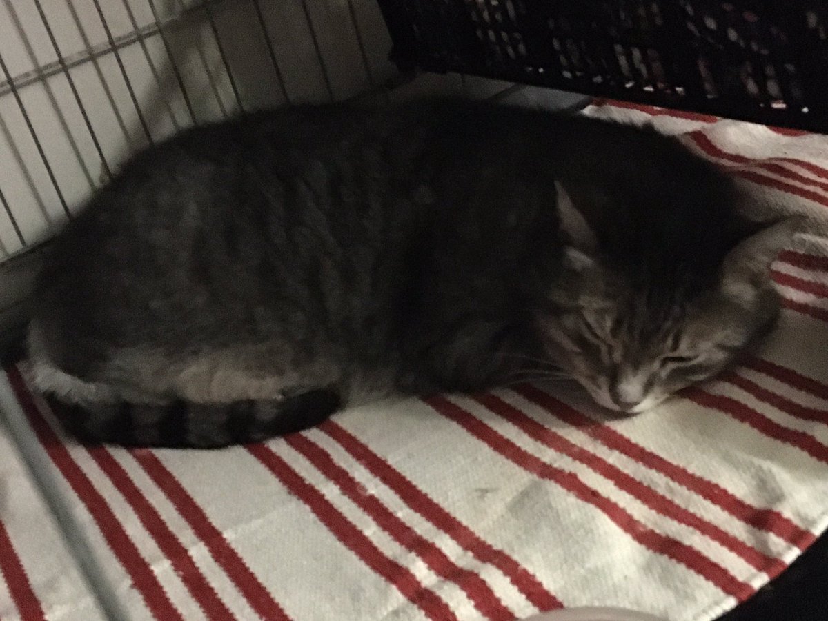 Chat D Oc Chatdoc13 Twitter