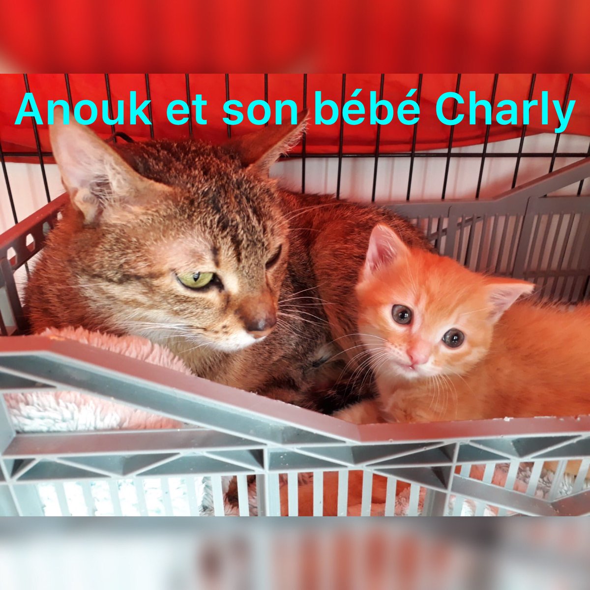 Chat D Oc Chatdoc13 Twitter