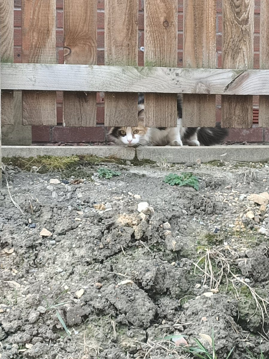 northeastflute's tweet photo. @gallantfive This cat is spying on me 🐱 I don't own a cat #feelingwatched https://t.co/4FIg1wh7O3