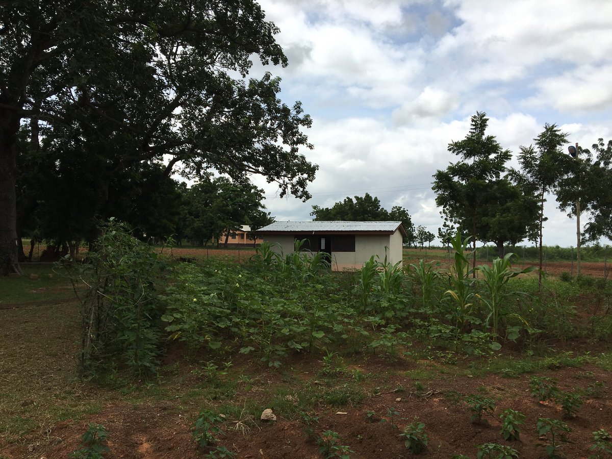 ErnaAbidin's tweet photo. ‘Home Garden’ one of strategies in Agriculture to have #enoughfood during #StayHomeSaveLives. (i) Readjust space out of dominant plants for many other crops (Fig 1,2). (ii) Grow various food crops/veggies in a piece of land. (iii) Consider #smartagriculture principle & beauty. https://t.co/HJGYfzVoAd