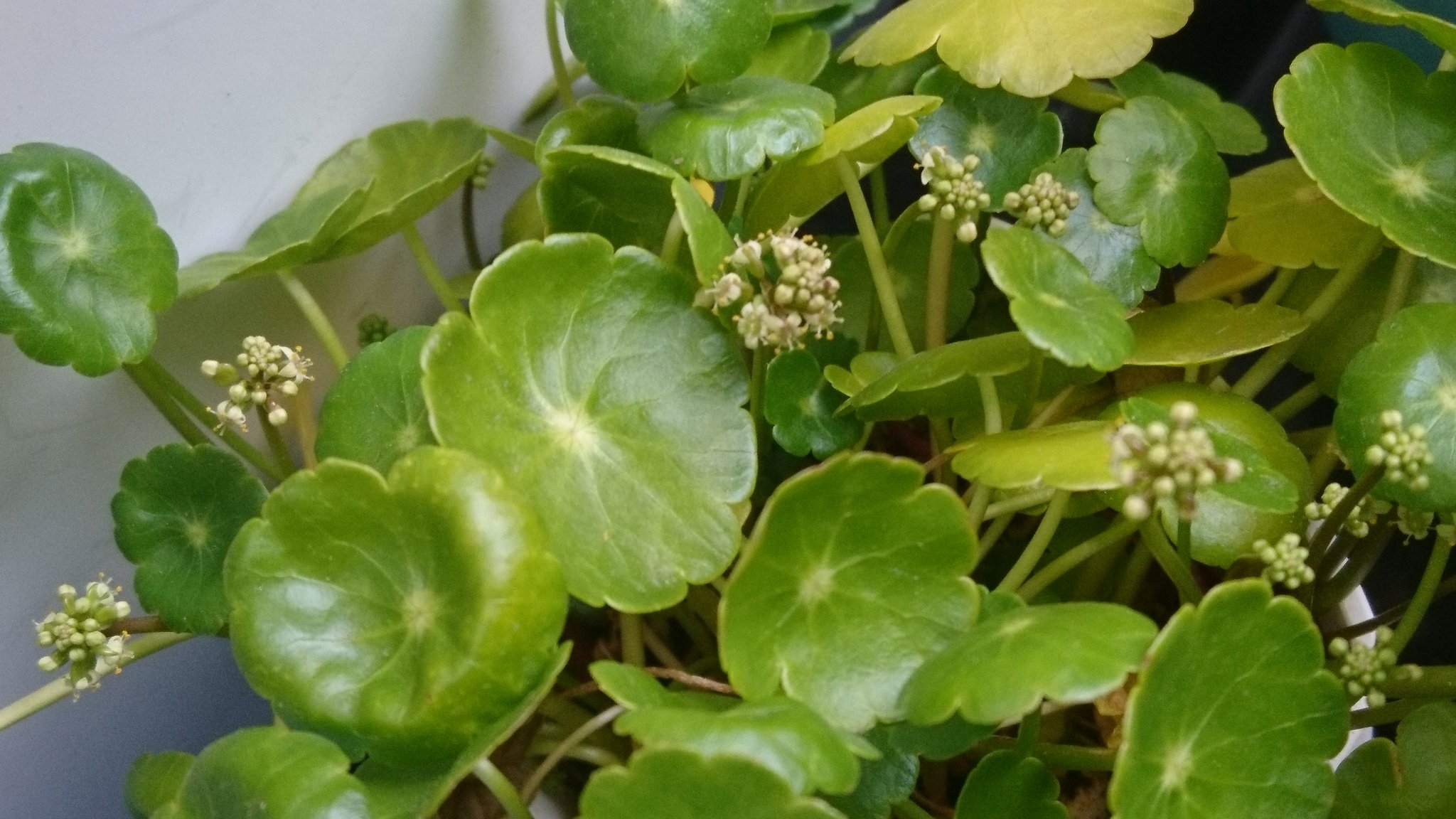 تويتر 上野東京ライン 高槻行き على تويتر 我が家のウォーターマッシュルームに花が咲きました T Co Riko8nhipo تويتر 上野東京ライン 高槻行き على تويتر 我が家のウォーターマッシュルームに花が咲きました T Co Riko8nhipo