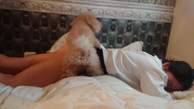 そろそろコロちゃんも自粛疲れで。。。  めぐりで発散したいらしい( ﾟДﾟ)  ちょ、、、か、、か、、、かたいの当たってます&hellip;😳 https://t.co/xVGrRpJnNv