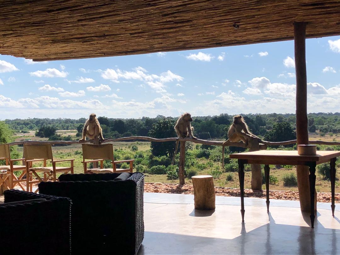 Inquisitive baboons keeping an eye on our renovations! Good to see that they're practicing sensible social distancing too.
#KavingaSafariCamp #ManaPoolsZimbabwe #wildafrica #travelafrica #visitafrica #postponedontcancel #inspiringafricantravel #iloveafrica #dreamsafari