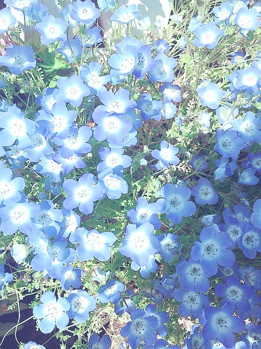 ネモフィラのtwitterイラスト検索結果 古い順