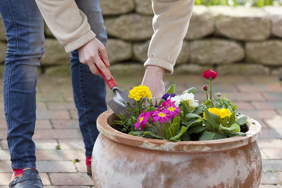 Just ordered from PlantSavers - garden centre collective delivering plants from struggling nurseries around #London and saving them going straight to composting. Might be of interest to @CgnWalworth members #lockdowngarden buff.ly/2RSqcP0