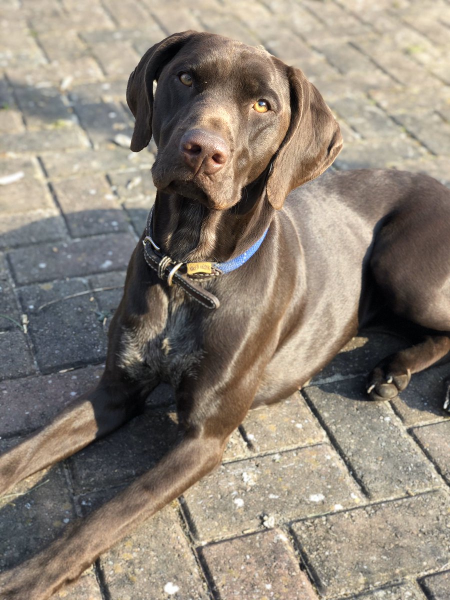 OliverSigny's tweet image. The winner from the lockdown, gets to hang out with me all day, everyday! #germanpointer