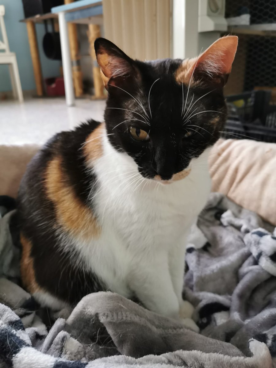 Hola, soy Magia, alias la mami. Una gatita preciosa por dentro y por fuera, la eterna cachorra, juguetona, cariñosa y encantadora. puedes amadrinar a Magia hasta que encuentre ese final feliz puedes elegir el importea 5€ o 10€ al mes. velillagatuna@gmail.com