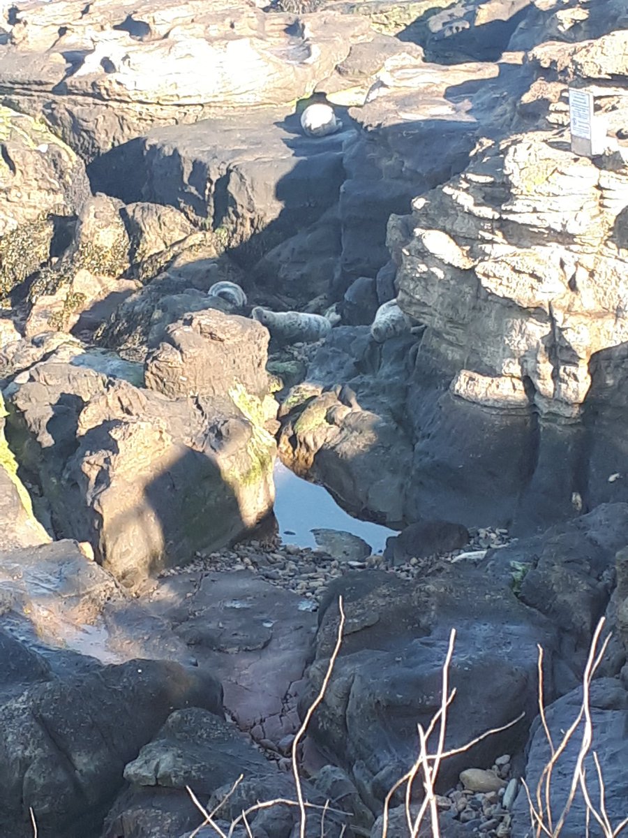 Have a soopa Sunday pals. It's a glorious day here. I've just been paddling,snootering in rock pools & seal-watching #northeastcoast