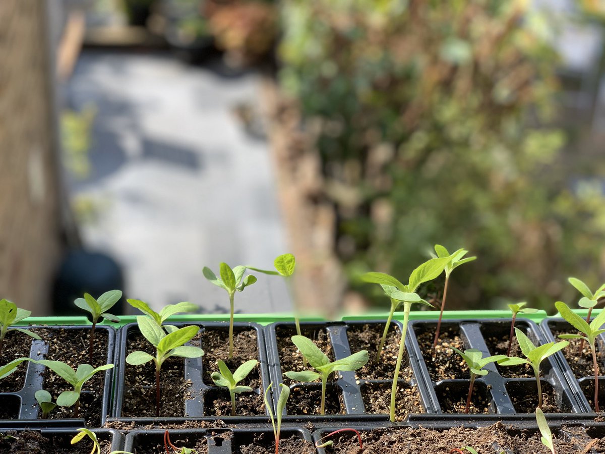 Fantastic, good work Carolin🌻 my Mums village are also on a mission to bring some 🌻 sunshine to their community. Anyone can contact <a href="/LandscapeEvent/">LANDSCAPE - The Industry Trade Show</a> for their own FREE seeds 🌱 #GrowHappy #SunflowerChallenge Adam🌻