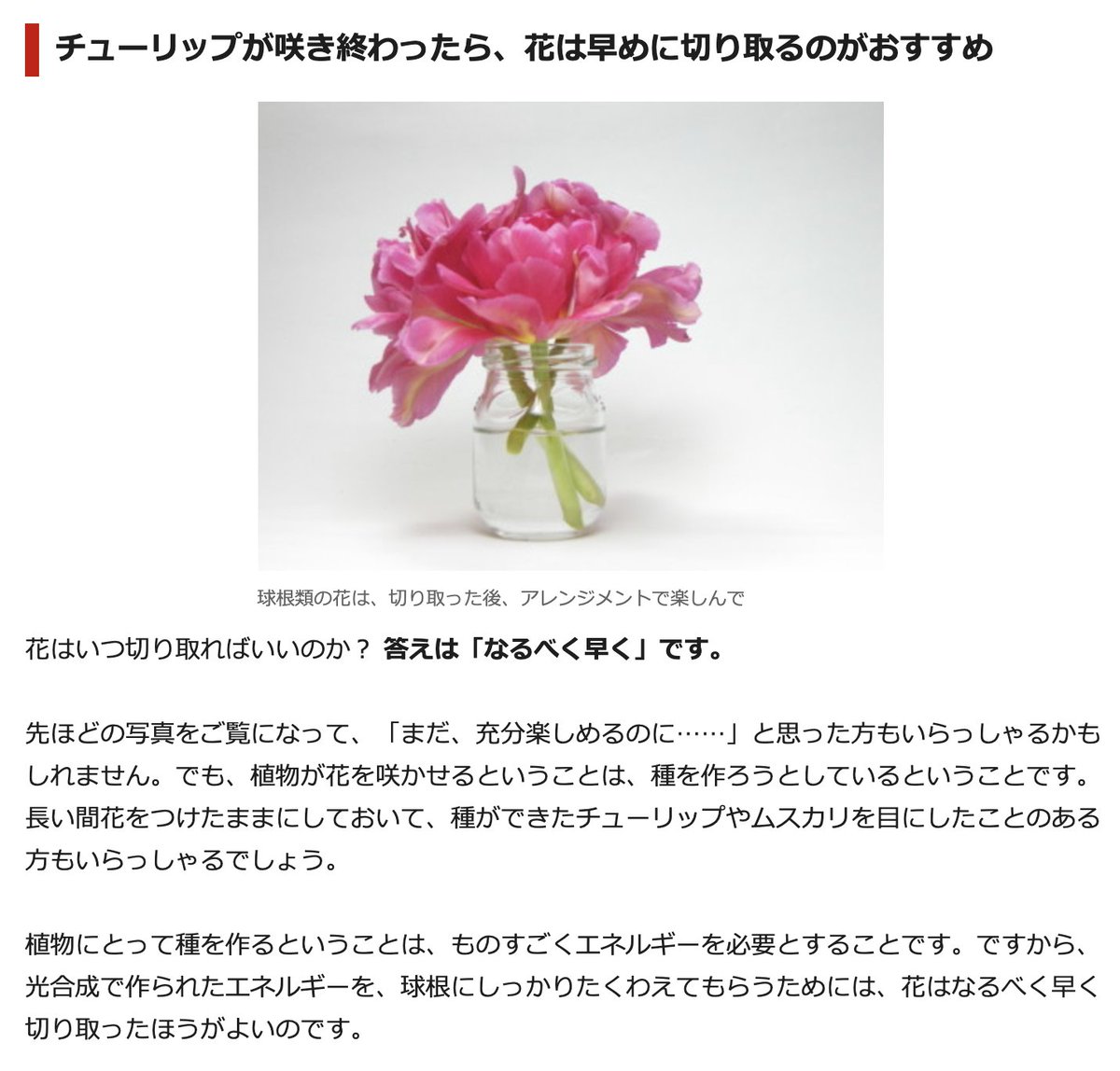 人の密集を避けるために千葉で80万本ものチューリップの花を刈り取り 悲しいニュースかと思いきや球根のためには正しい判断だった Togetter