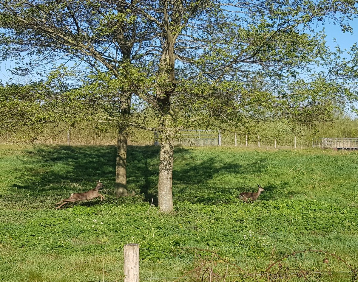 C0RdeJ0NG's tweet photo. Opgejaagd door een los lopende hond..... gelukkig was de hond bekaf en gaf de achtervolging op.. #hondenaandelijn #reeen #bargercompascuum https://t.co/Oj4gubMii6