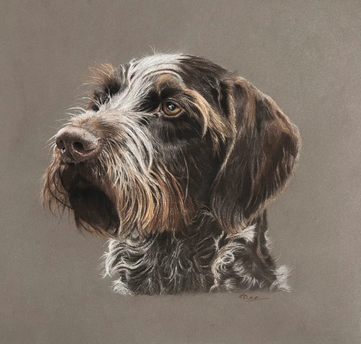 LincsToffee's tweet image. Otto the German Wired Haired Pointer is now completed and heading for his forever home! Polychromos, Derwent Drawing and Luminance on Pastelmat board Approx 10”x 12” #dogs #animalartist #pointersofinstagram #animalart #petportrait #dogart #pointers