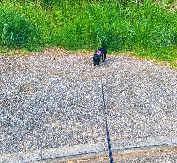 今日の毛玉ちゃん #pug #パグ #黒パグ #blackmonster #お散歩 https://t.co/me8M60AdBR<a href="/tag/pug"class="tags">#pug</a><a href="/tag/%E3%83%91%E3%82%B0"class="tags">#パグ</a><a href="/tag/%E9%BB%92%E3%83%91%E3%82%B0"class="tags">#黒パグ</a><a href="/tag/blackmonster"class="tags">#blackmonster</a><a href="/tag/%E3%81%8A%E6%95%A3%E6%AD%A9"class="tags">#お散歩</a>