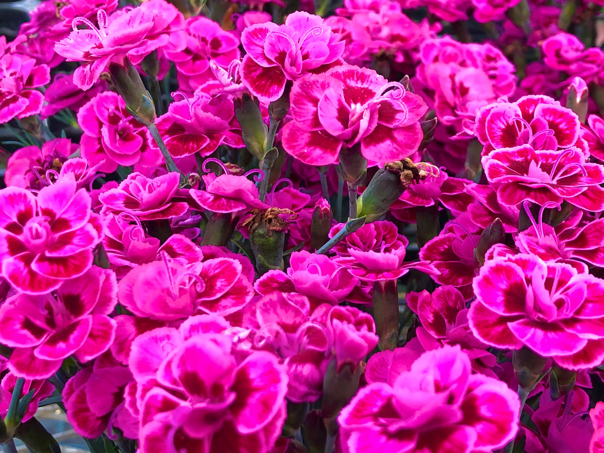 Shota ダイアンサス カーネーション 花言葉 純愛 大胆 貞節 赤色 燃えるような純愛 ピンク 純粋な愛 白 器用 才能 プレゼント にする場合は 相手に合った色の花言葉を ダイアンサス 花 お花が奏でる私の世界