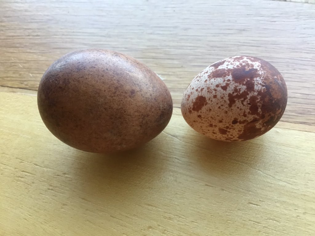 Kintailbop's tweet photo. Guess which species laid these eggs today? #nativebirdsofprey #kintailbop #lochawefalconry #falconrylochawe #myargyll #exploreargyll #southlochaweside #oudooractivitiesargyll https://t.co/07fu2quj2u