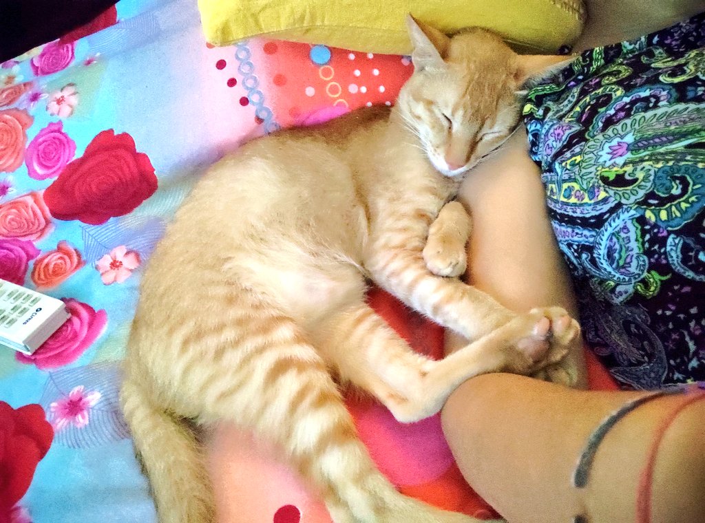 This Floof ball is a bundle of love... Especially when he plops on my shoulders to lightly snore and enjoy a nap... Also does anyone know why kittens sit like mirror images most times???  #CatsOfTwitter  #CatsOfTheQuarantine  #QuarantineCats  #catstagram