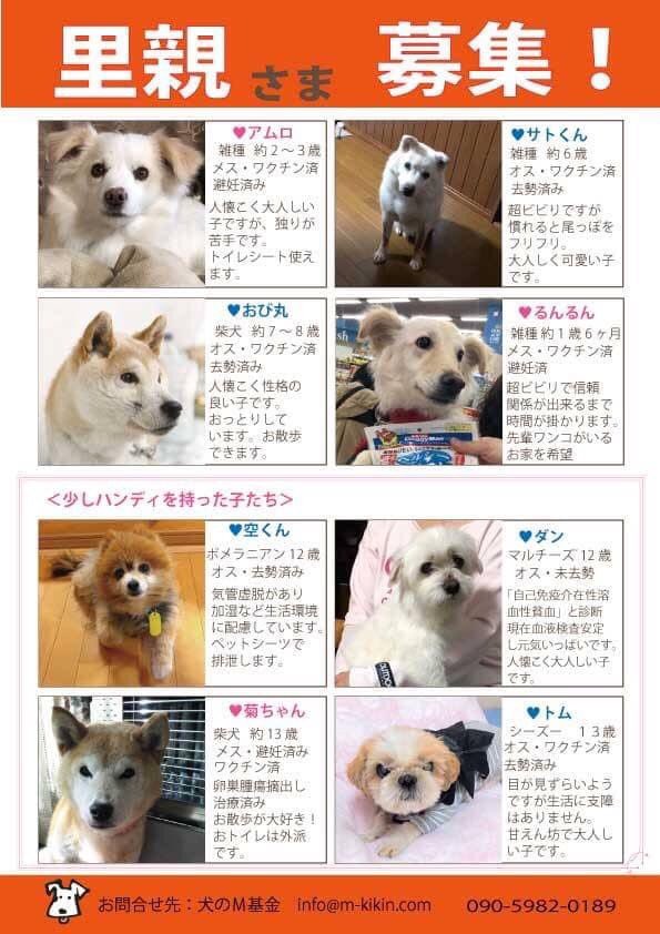 犬のm基金 Twitter પર 犬里親様募集しています 譲渡条件がございます T Co 0nln6zjnfg 申し込みフォーム T Co 0mbyzubfqc 事務局アドレス Info M Kikin Com 犬のm基金 Twitter પર 犬里親様募集しています 譲渡条件がございます T Co 0nln6zjnfg 申し込みフォーム T Co 0mbyzubfqc 事務局アドレス Info M Kikin Com