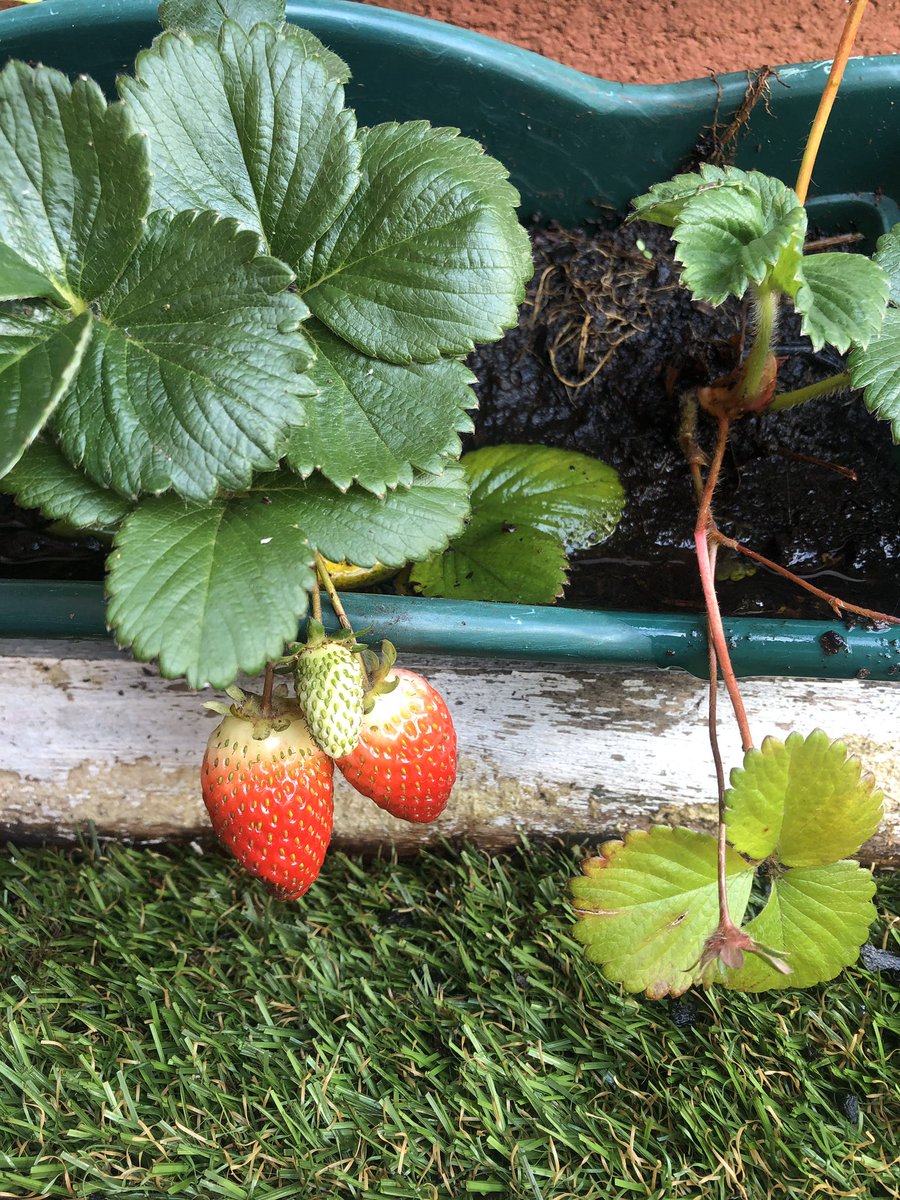 MiriamLeiros's tweet photo. El balcón no es muy grande, pero da para fresas y tomates @BosqueHabitado #InteligenciaDeLasManosRadio3 https://t.co/5f4XDvaLbC