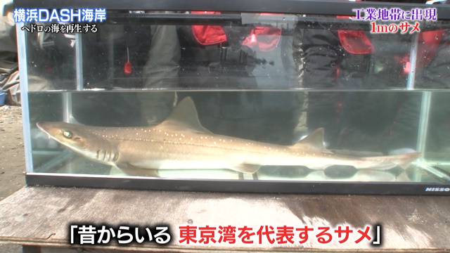 鉄腕dash Dash海岸の調査で2年前に発見してたけど時間の都合でカットした絶滅危惧種や大発見たちを公開 Togetter