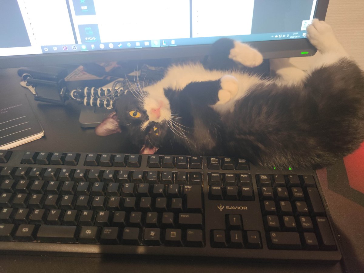 nekoadayo's tweet image. 