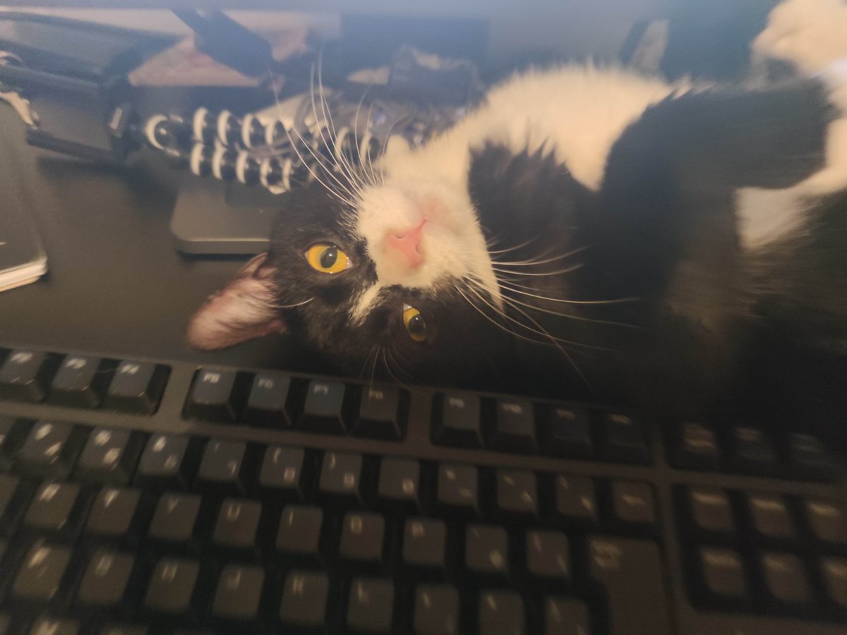 nekoadayo's tweet image. 