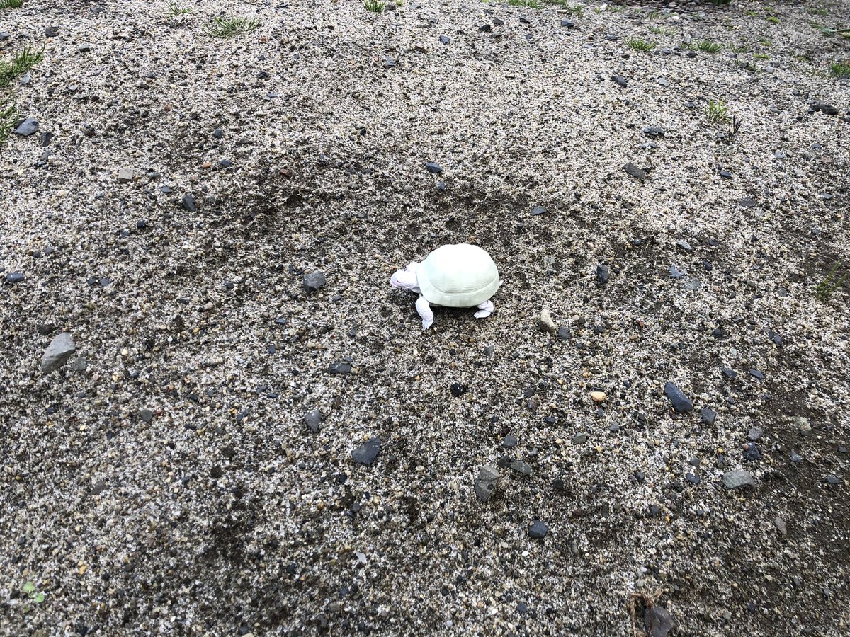 ガイス 君は砂漠を歩いていて 足下を見ると1匹のカメが這っている 君はそのカメをひっくり返す 灼けつく日差しの中 カメは元に戻れずもがいている しかし君は助けない 助けないのは何故だ ガイス 君は砂漠を歩いていて 足下を見ると1匹のカメが這っている 君はそのカメをひっくり返す 灼けつく日差しの中 カメは元に戻れずもがいている しかし君は助けない 助けないのは何故だ