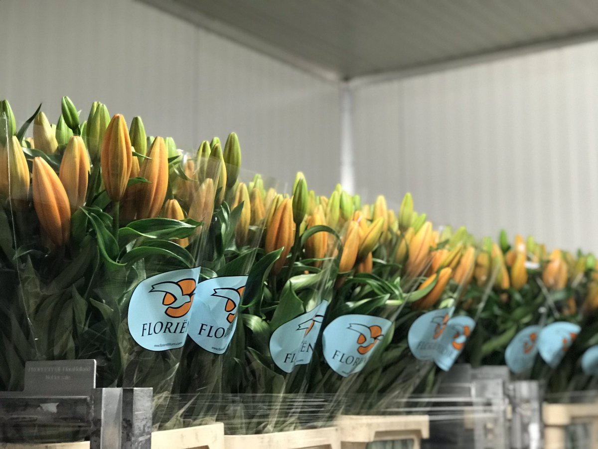BolthaBV's tweet photo. Morgen zeer zware LA Masai van Floriëntlilium op de klok! Wij zijn trotse leverancier van de bollen. #Masai #orangeflower https://t.co/nFpruBIDnB