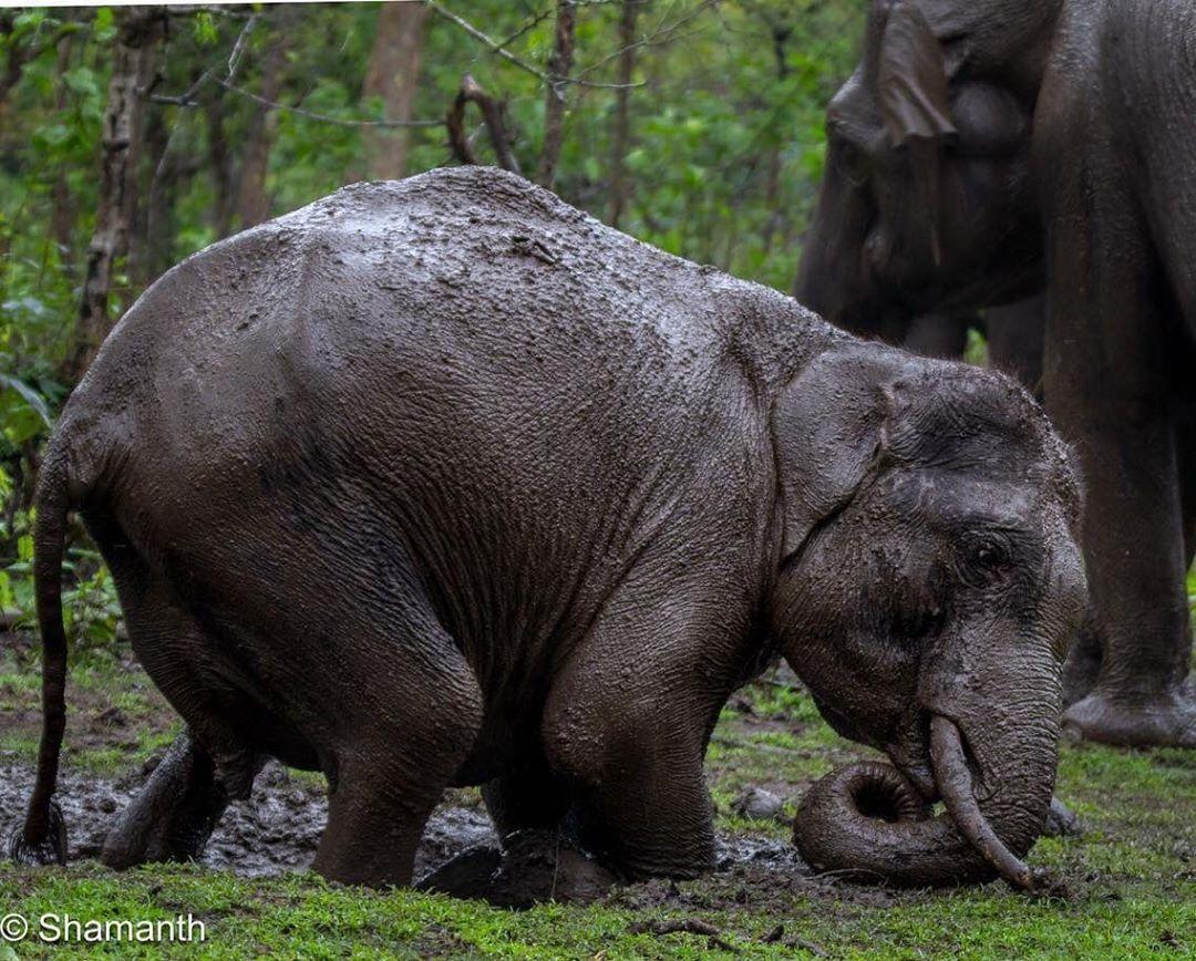 #Repost from ig @shamanthkrishnamurthy 
This young guy is thoroughly enjoying the monsoon showers😊

#indianwildlifeofficial #wildlifeindia #karnatakawildlife #wildkarnataka #bandipur #greenary #monsoon #elephant  #asianelephant #natgeo