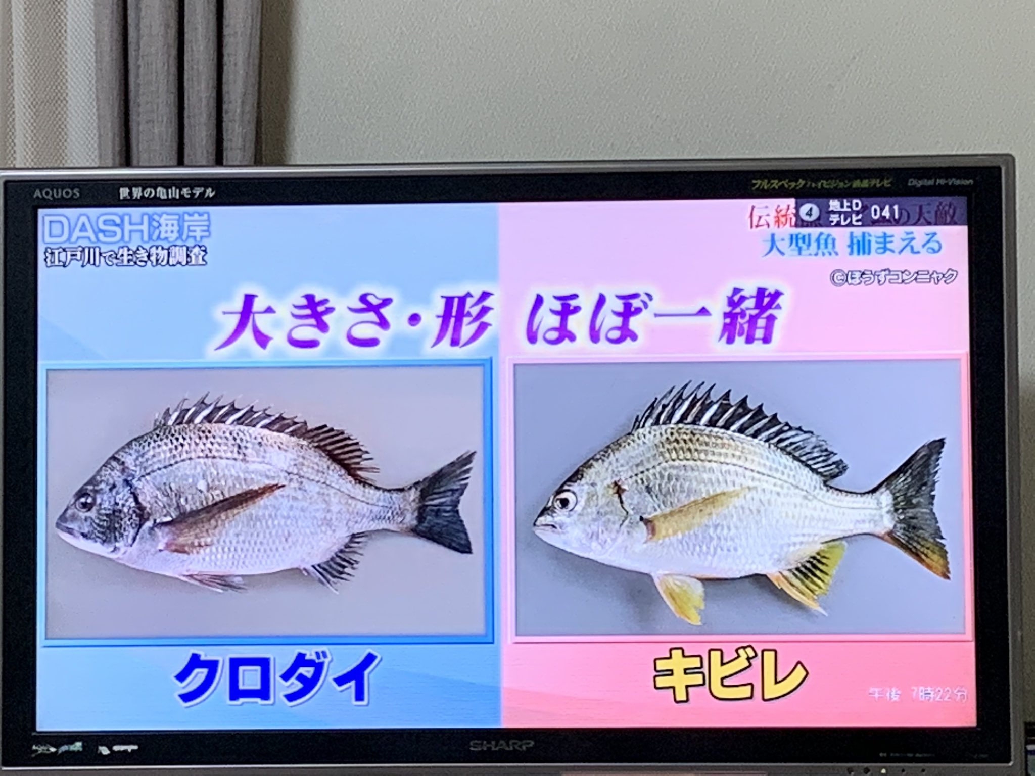 טוויטר テス 両日噛ませキック בטוויטר キビレとクロダイの違いについて 鉄腕dash T Co Udgrenkpqm