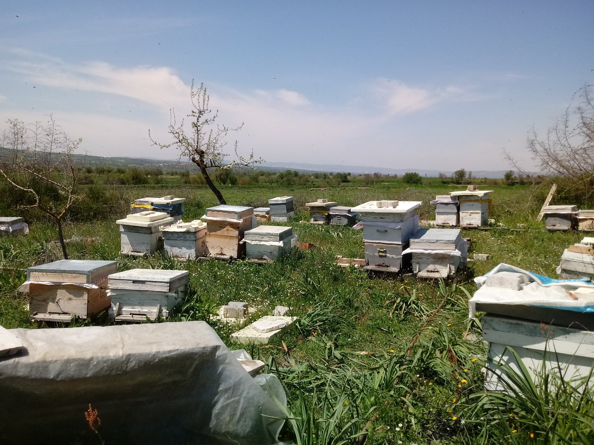 Arılarla uğraşıyorum.