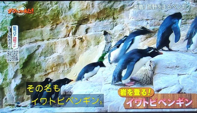 イワトビペンギンのtwitterイラスト検索結果