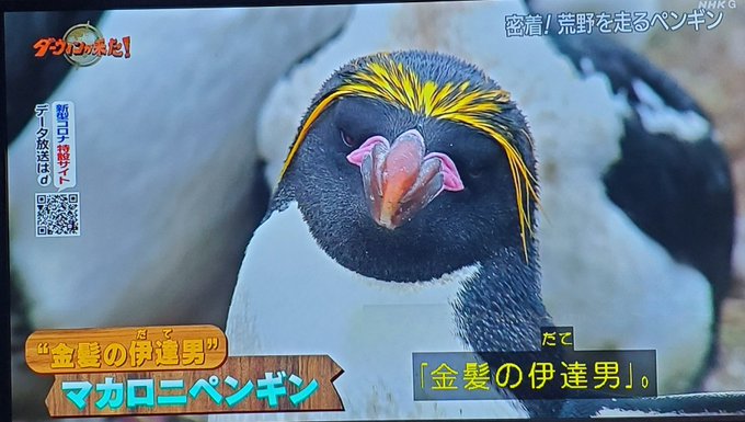 イワトビペンギンのtwitterイラスト検索結果