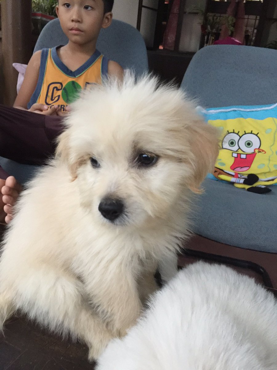 misschariceee's tweet photo. Meet twoa my 2nd baby❤️

#041920❤️ https://t.co/y5QOFoygc7