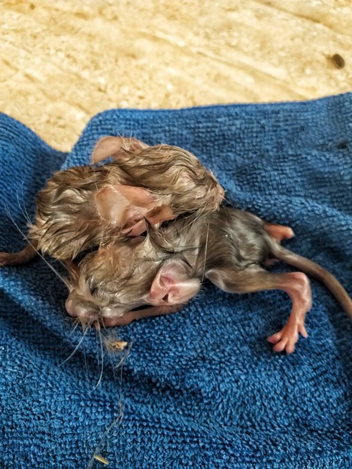 Reci&eacute;n nacida, ya somos dos m&aacute;s #chinchilla #puppy #pet #baby #LoveChinchilla #brothers https://t.co<a href="/tag/chinchilla"class="tags">#chinchilla</a><a href="/tag/puppy"class="tags">#puppy</a><a href="/tag/brothers"class="tags"><span>#brothers</span></a><a href="/tag/baby"class="tags"><span>#baby</span></a><a href="/tag/pet"class="tags"><span>#pet</span></a><a href="/tag/lovechinchilla"class="tags"><span>#lovechinchilla</span></a>